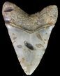 Bargain, Megalodon Tooth - North Carolina #67338-2